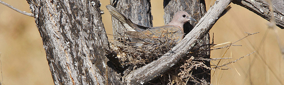 Laughing Dove